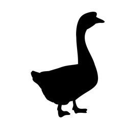 vector, isolated on a white background silhouette of a goose