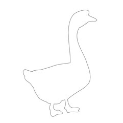 isolated contour duck on white background