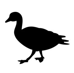 vector, isolated on white background duck