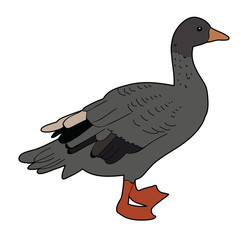 isolated, bird goose, duck