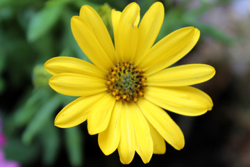 Closeup gazania head