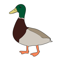 vector, isolated bird drake