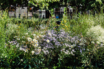 nice flowers in garden