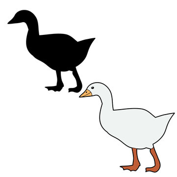  isolated goose, on white background