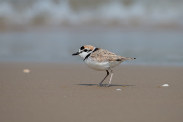 Malaysian plover is a small wader that nests on beaches and salt flats in Southeast Asia.