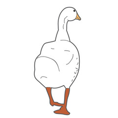  isolated, duck, on white background