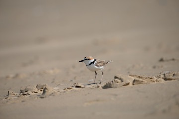 Malaysian plover is a small wader that nests on beaches and salt flats in Southeast Asia.