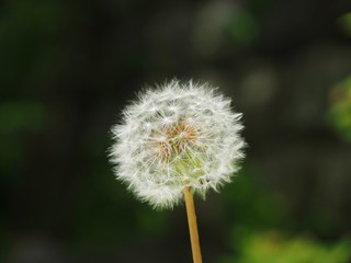 dandelion with white seeds