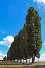 Pappelreihe