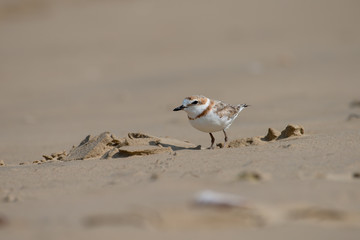 Malaysian plover is a small wader that nests on beaches and salt flats in Southeast Asia.