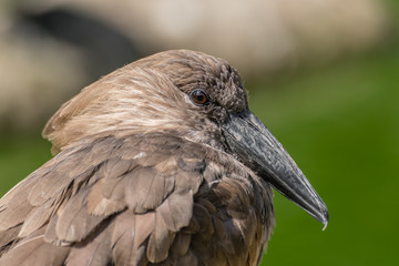 Hamerkop