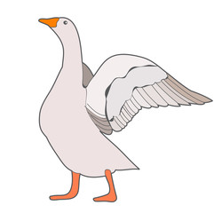 vector, goose, bird on white background