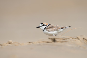 Malaysian plover is a small wader that nests on beaches and salt flats in Southeast Asia.