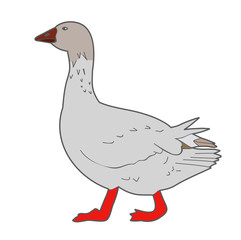 goose on white background
