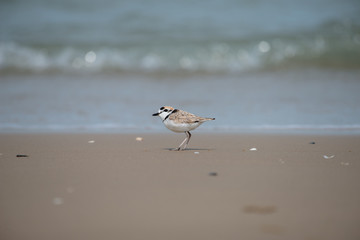 Malaysian plover is a small wader that nests on beaches and salt flats in Southeast Asia.