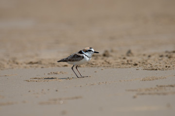 Malaysian plover is a small wader that nests on beaches and salt flats in Southeast Asia.