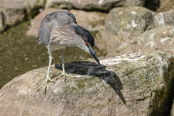 Black-Headed Night Heron