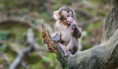 Monkey Park Iwatayama