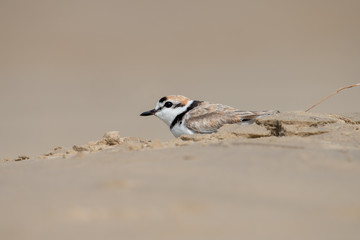 Male Malaysian plover is a small wader that nests on beaches and salt flats in Southeast Asia. The male can be recognized by a thin black band around the neck