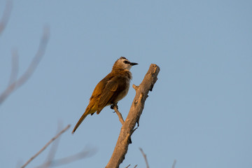 yellow-vented bulbul or eastern yellow-vented bulbul, is a member of the bulbul family of passerine birds. It is resident breeder in southeastern Asia.