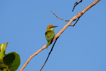 Green bee-eater or little green bee-eater is a near passerine bird in the bee-eater family. They are mainly insect eaters.
