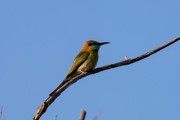Green bee-eater or little green bee-eater is a near passerine bird in the bee-eater family. They are mainly insect eaters.