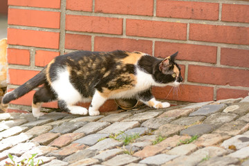 Eine bunt gefleckte Katze liegt auf der Lauer