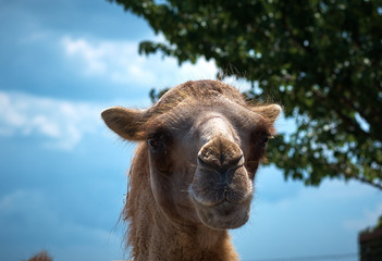 Fototapeta premium Animal in a zoo