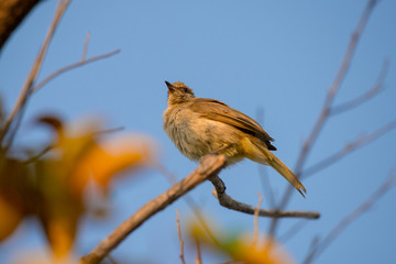 streak-eared bulbul is a member of the bulbul family of passerine birds. It is found from Thailand and northern and central Malay Peninsula to southern Indochina. 