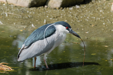 Black-Headed Night Heron
