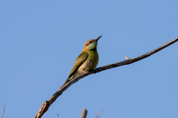 Fototapeta premium Green bee-eater or little green bee-eater is a near passerine bird in the bee-eater family.