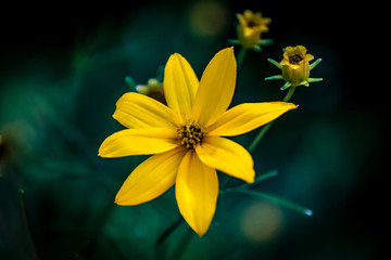 Flower Power..