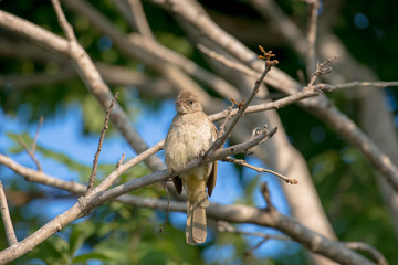 streak-eared bulbul is a member of the bulbul family of passerine birds. It is found from Thailand and northern and central Malay Peninsula to southern Indochina. 