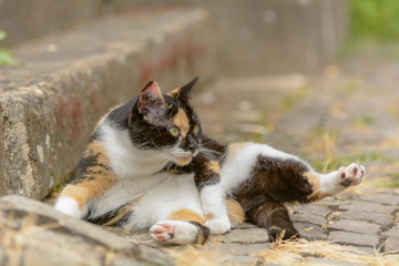 Fototapeta premium Eine bunt gefleckte Katze liegt auf einer Sandstein Treppe