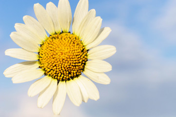 Daisy on a background of blue sky with clouds
