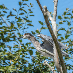 Black-Headed Night Heron