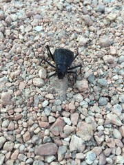 Bug