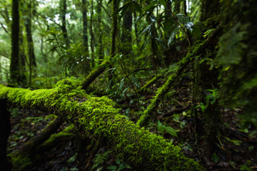 Fototapeta na wymiar Fern, moss on tree plant in tropical rain forest