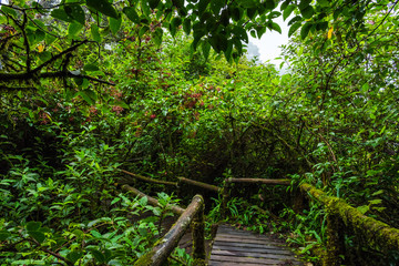 Wooden bridge walkway in to the rain forest