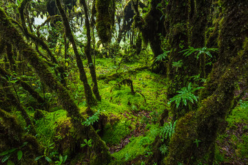 Fern, moss on tree plant in tropical rain forest