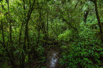 Obraz premium Tropical rain forest