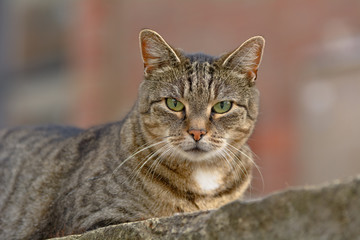 Eine grau getigerte Katze liegt auf einer Sandstein Mauer