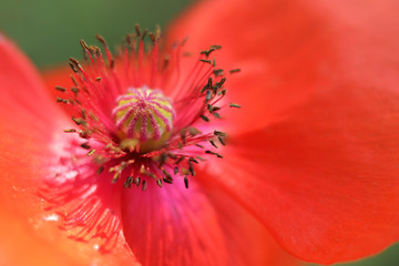 nature closeup/ red poppy flower on a sunny day