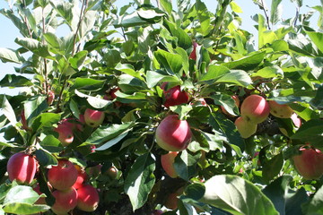 Apple tree in the garden with a lot of mellow James Grieve apples
