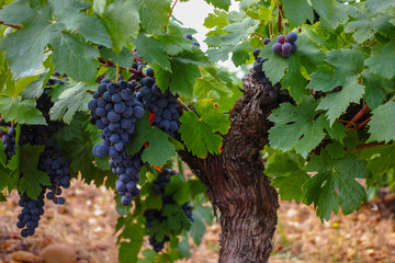 French red and rose wine grapes plant, first new harvest of wine grape in France, Costieres de...