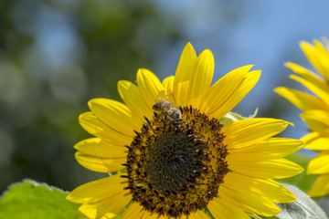 Honey Bee on sunflower,bee collect nectar on sunflower