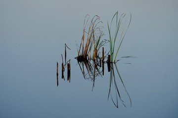 Reed reflection in water