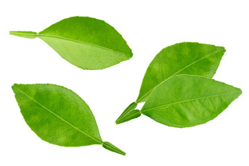 Citrus leaves isolated on white background