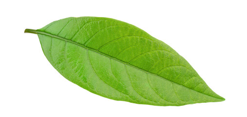 Fototapeta na wymiar Avocado leaf isolated on white background