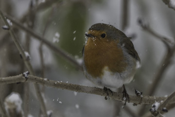 robin in the snow